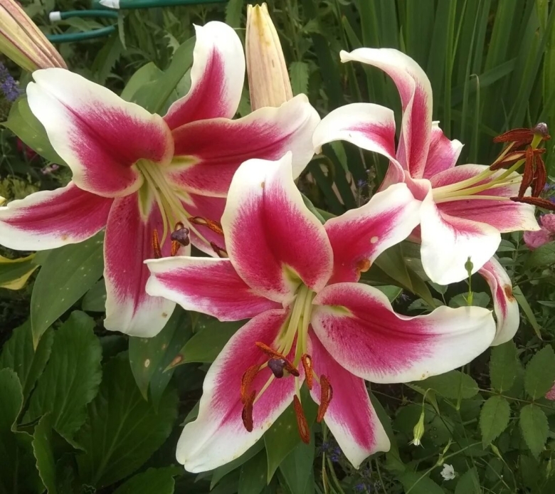 Лилия кэнди клаб