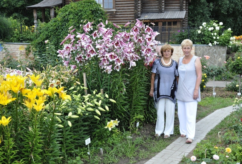 Лилия фризо