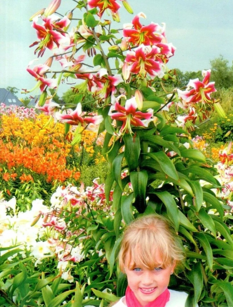 Лилия беверли дрим