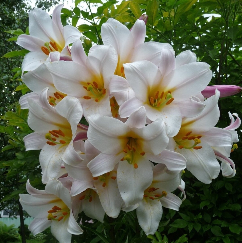 Лилия кустовая Марлен