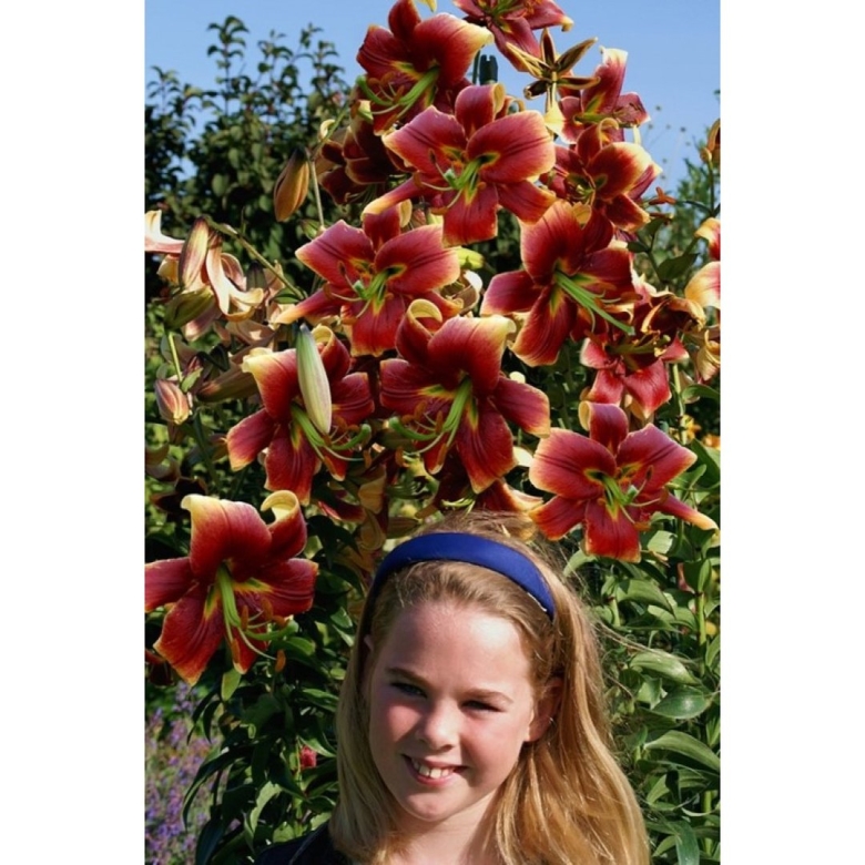 Лилия дебби (от-гибрид)