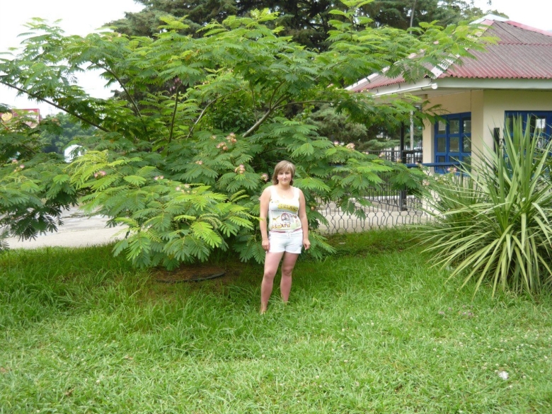 Альбиция ленкоранская акация