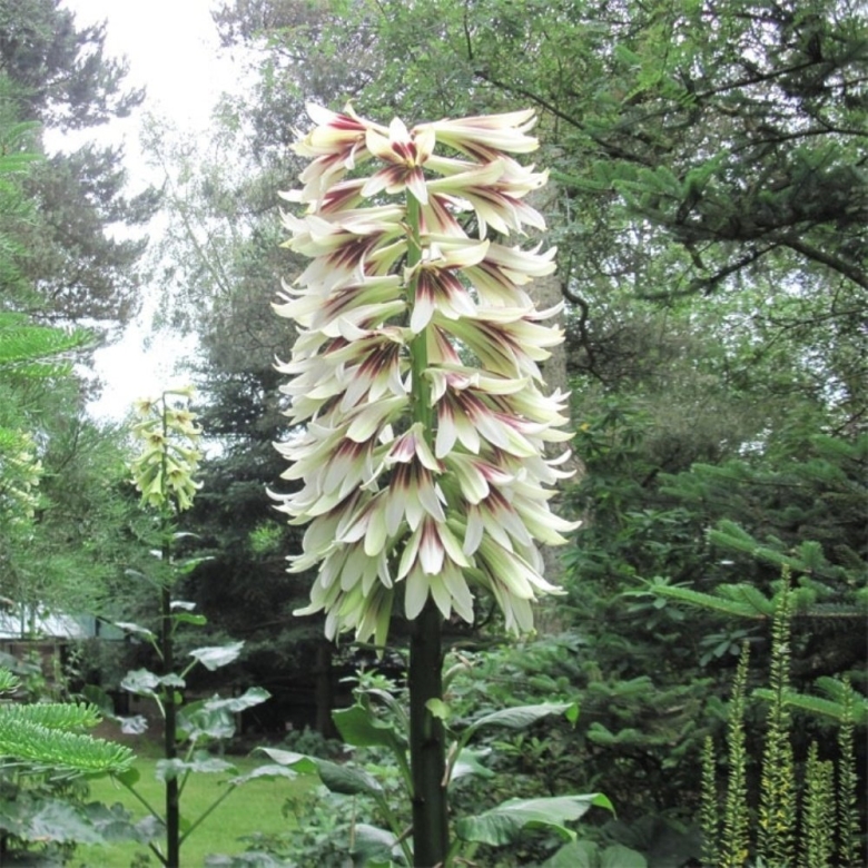 Кардиокринум Глена