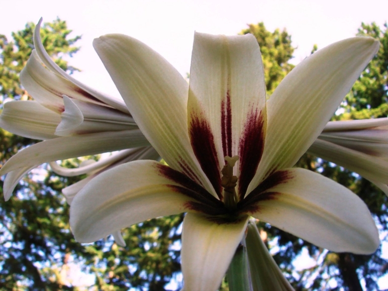 Лилия кардиокринум