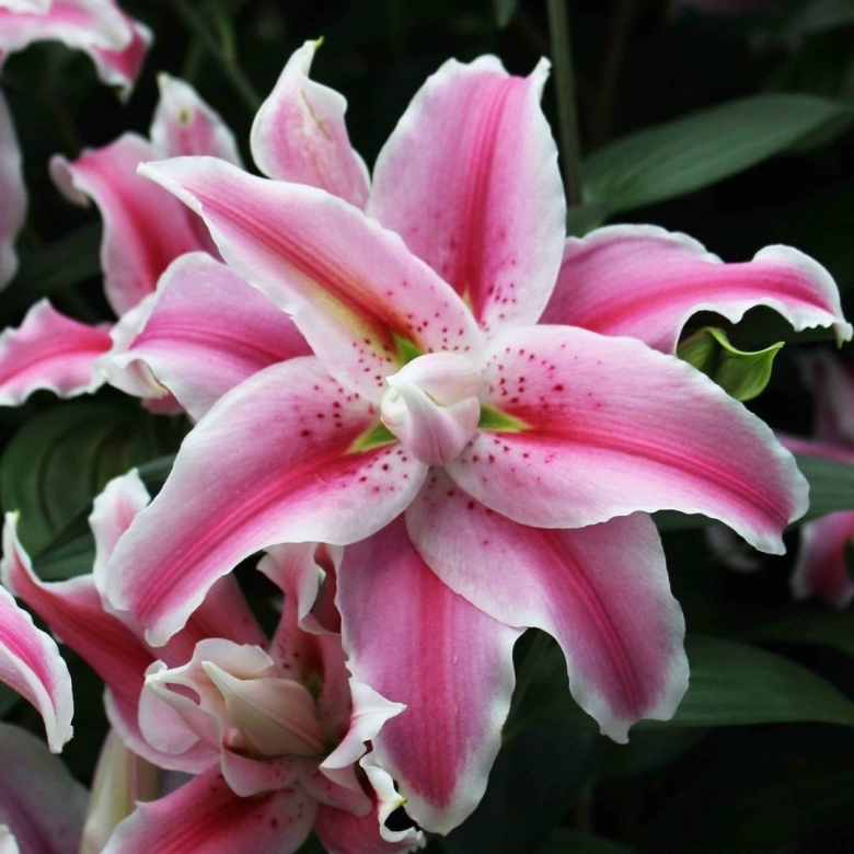 Лилия восточная distant drum