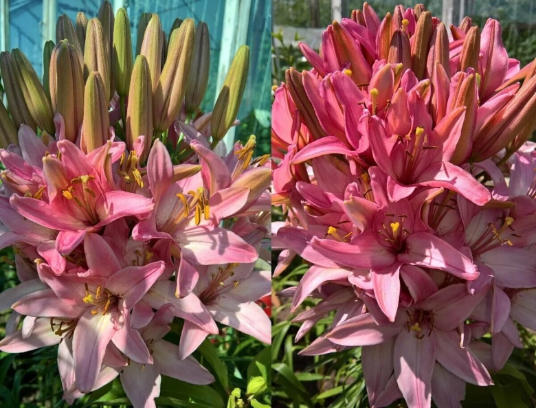 Лилия азиатская марлен