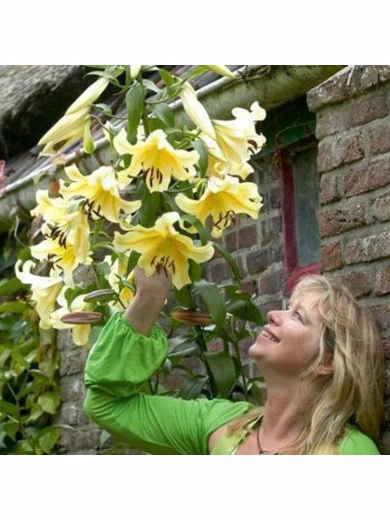 Лилия-гигант (от-гибрид) сонора