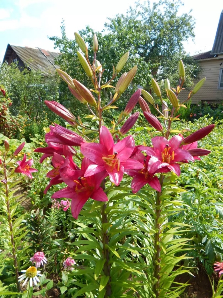 Лилия пурпл кинг