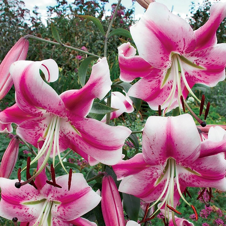 Лилия анастасия (от-гибрид)