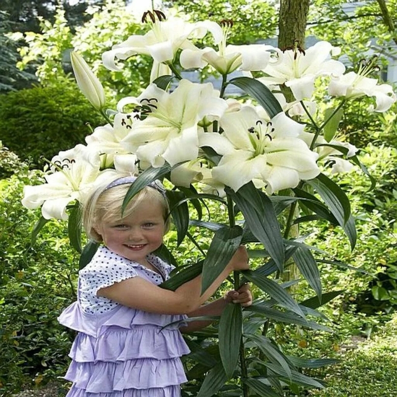 Лилия притти вумен от-гибрид