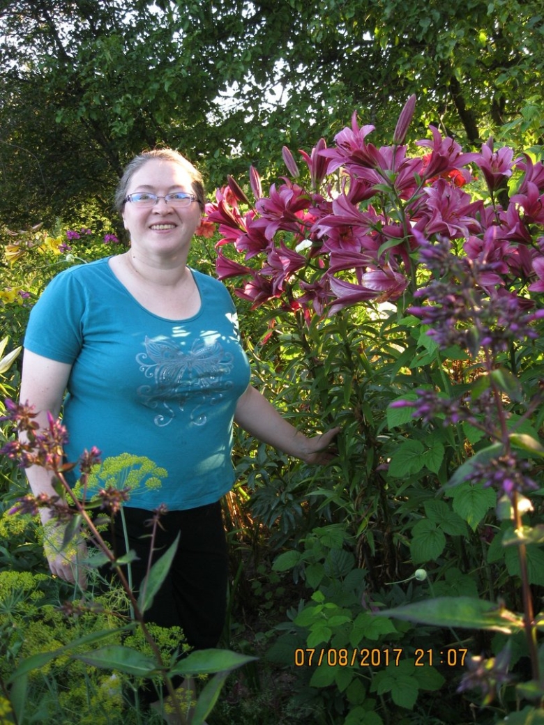 Лилия пурпл принц