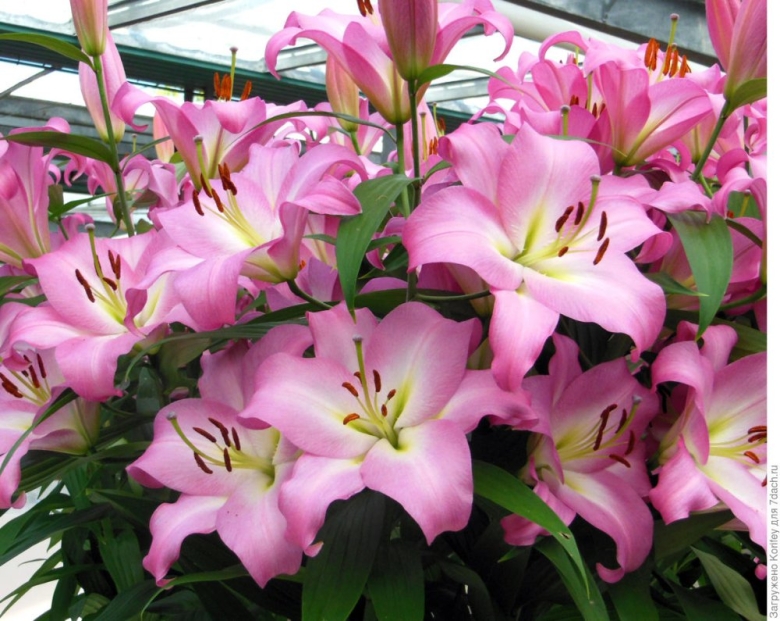 Лилии от гибриды