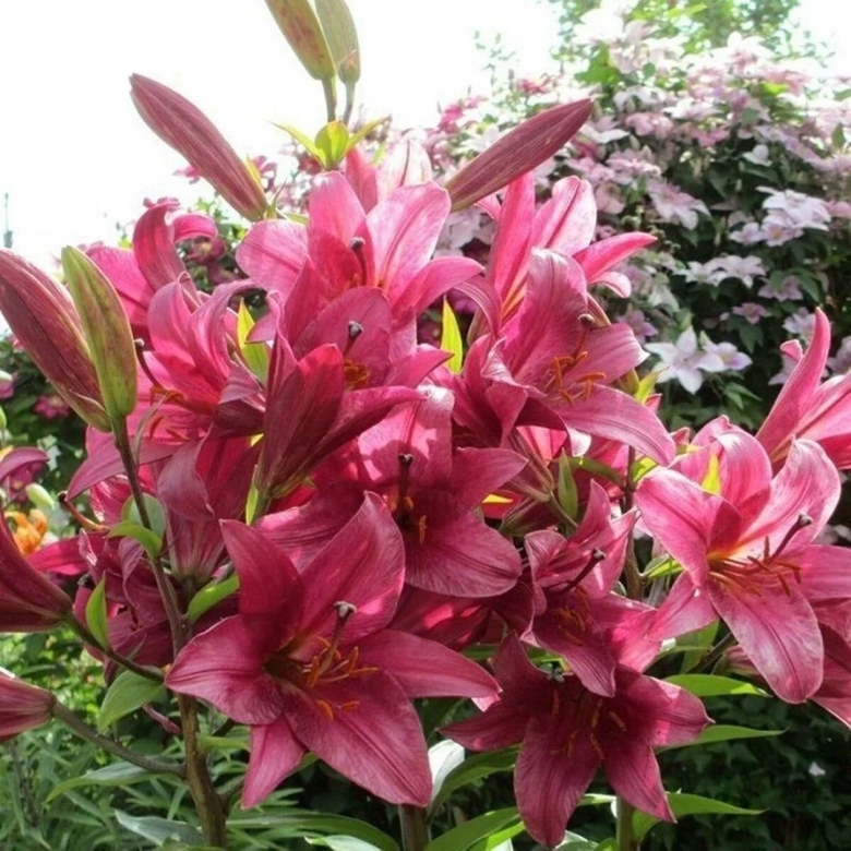 Лилия пепл принц