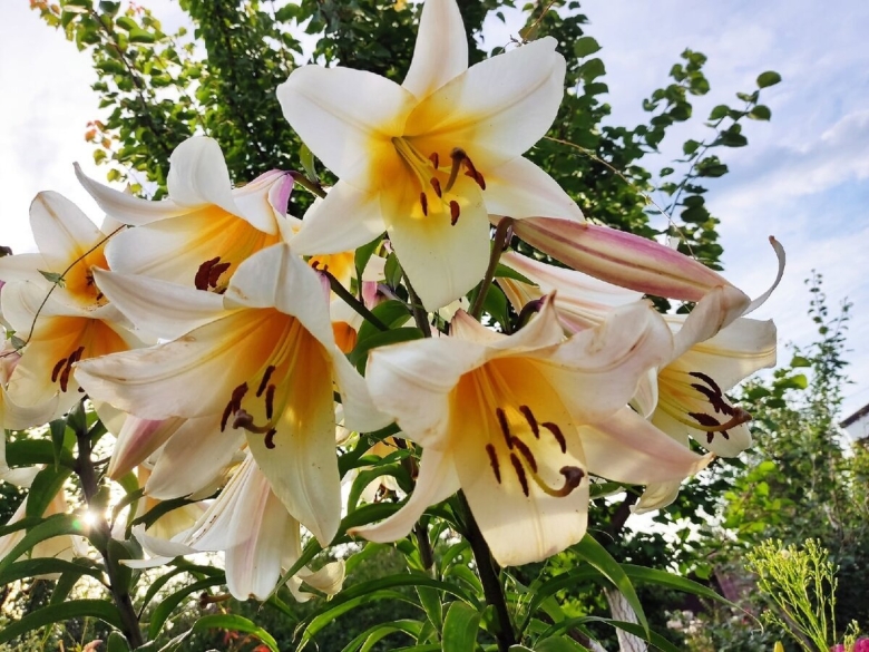 Лилия гарден эффеэр