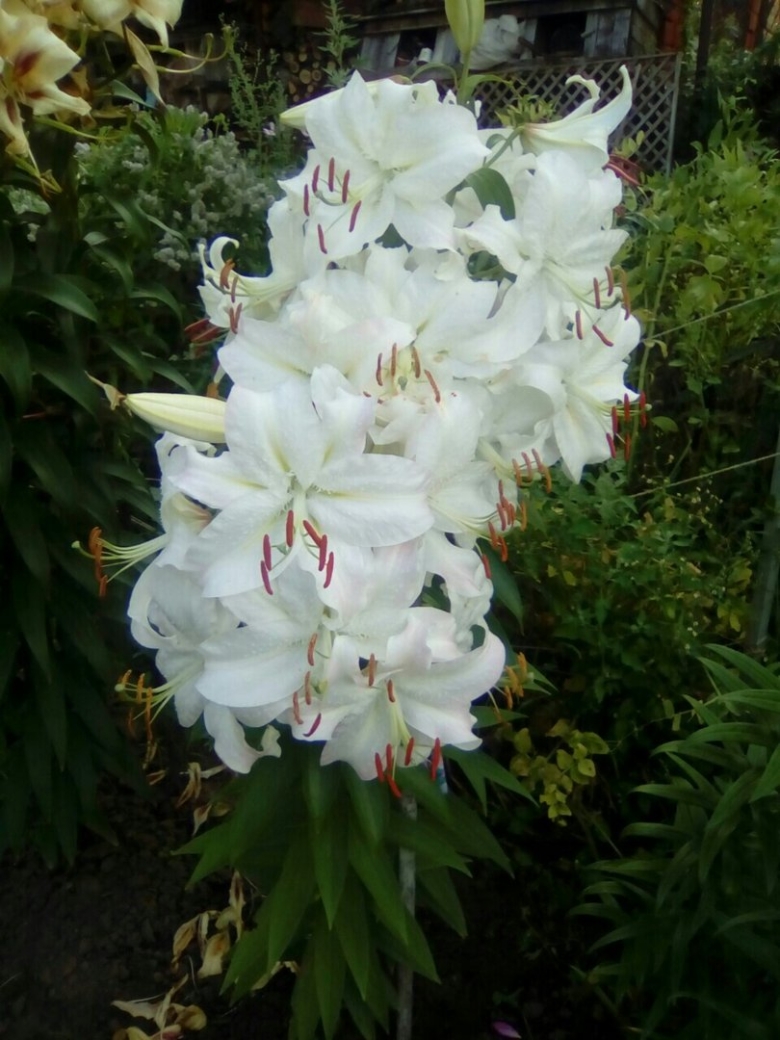 Лилия восточная сайберия