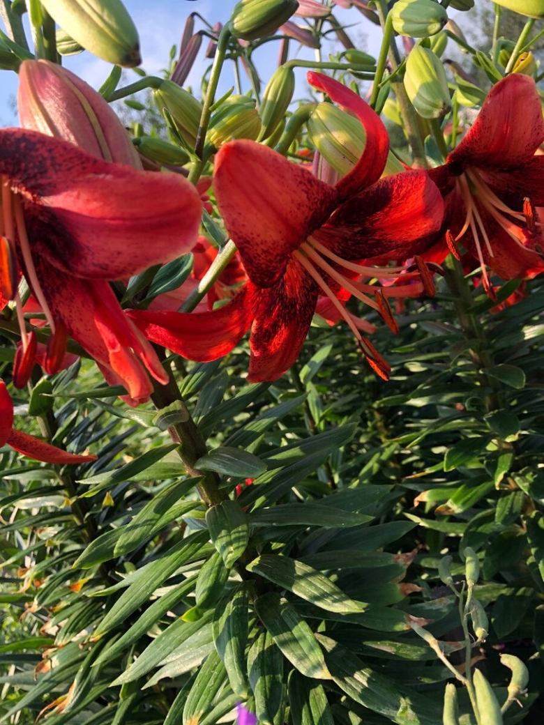 Лилия тигровая red velvet