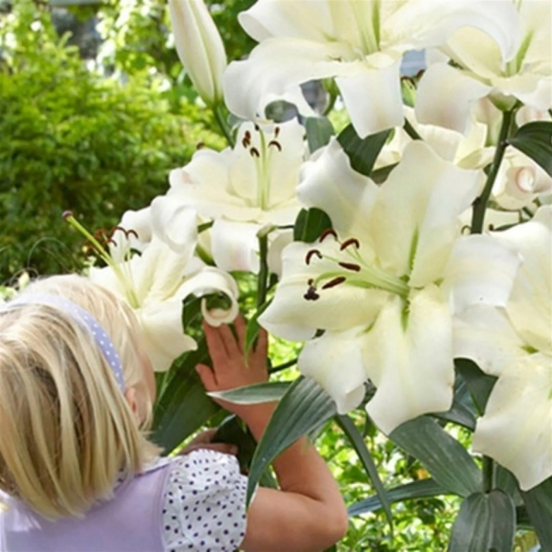 Лилия дерево притти вумен