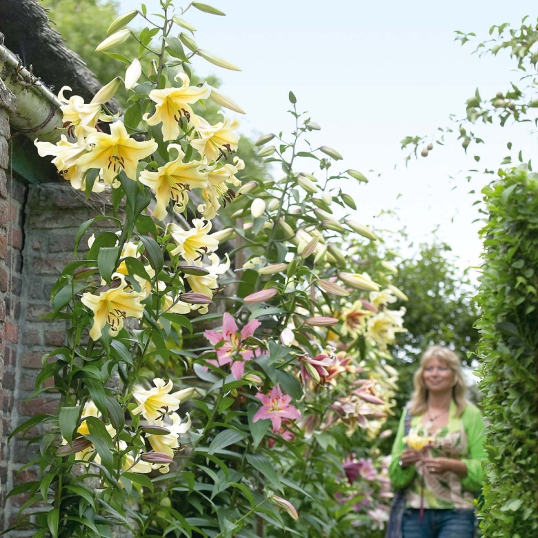 Лилия пирамидальная королевская