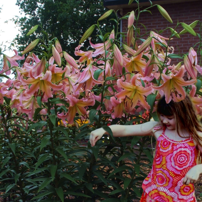 Лилия сабанета (от-гибрид)