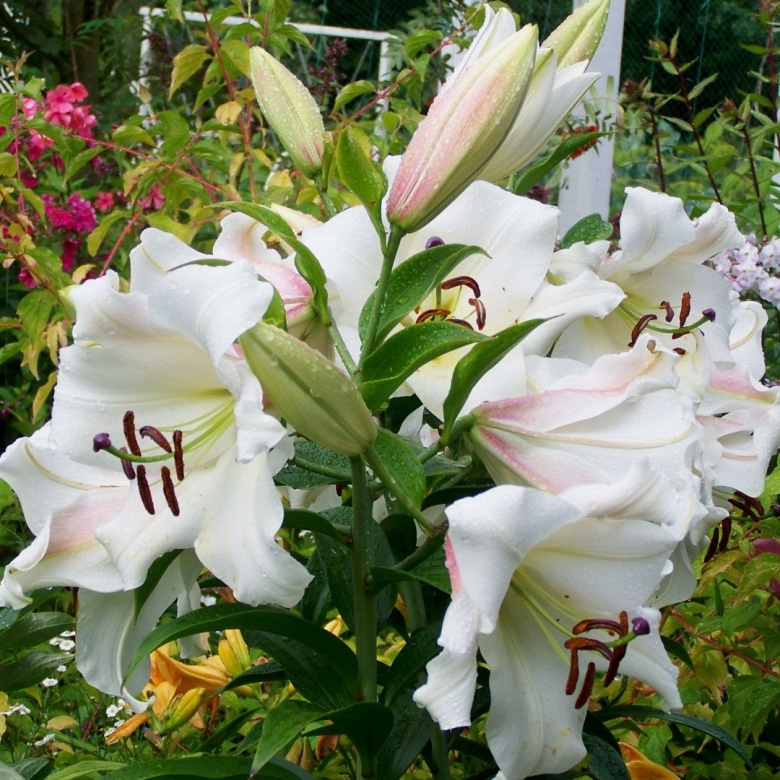 Лилия претти вумен