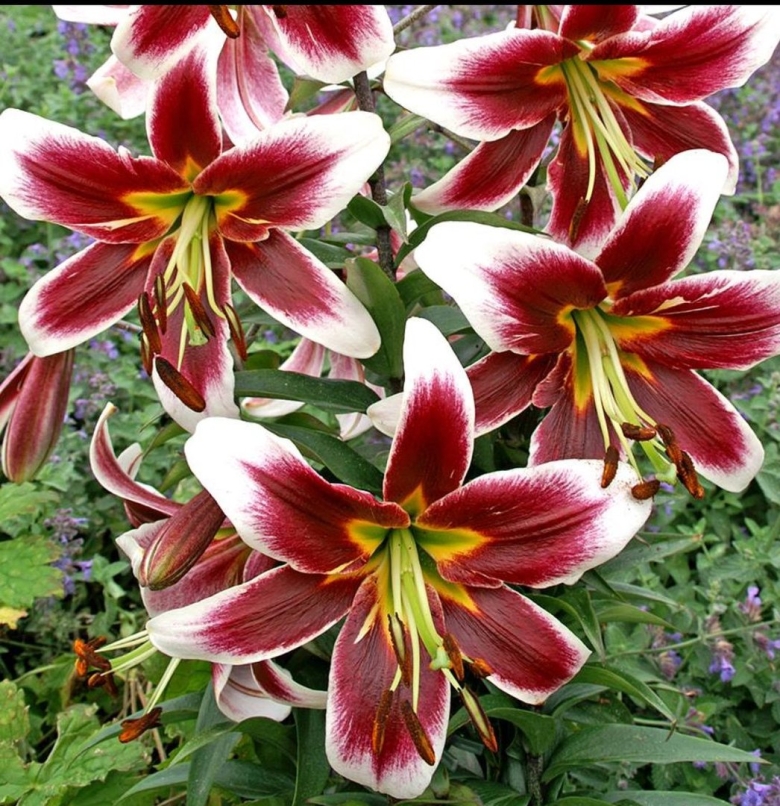 Лилия от-гибрид джудит саффинья