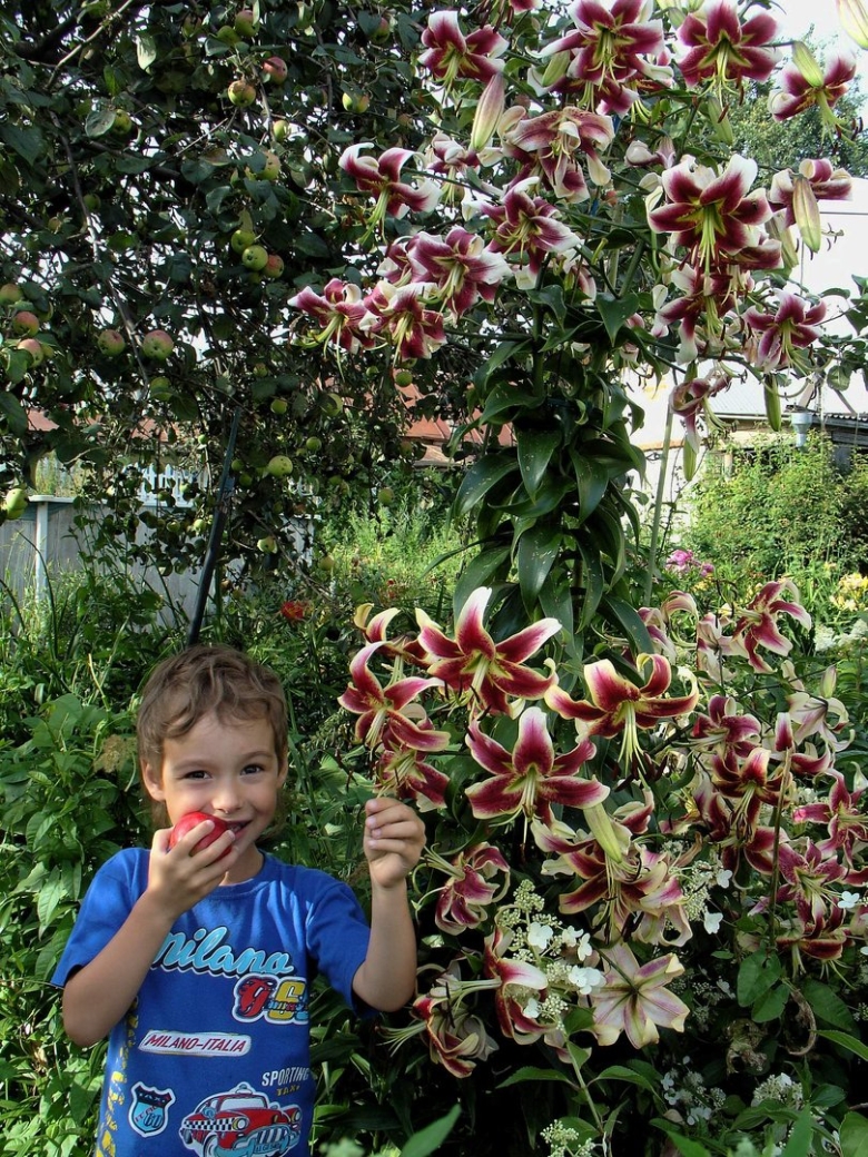 Лилия лесли вудриф