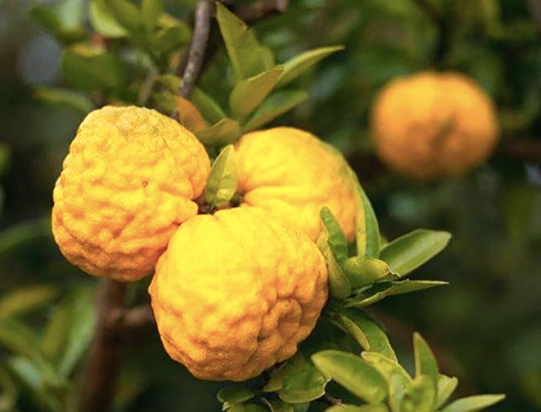 Цитрон юдзу