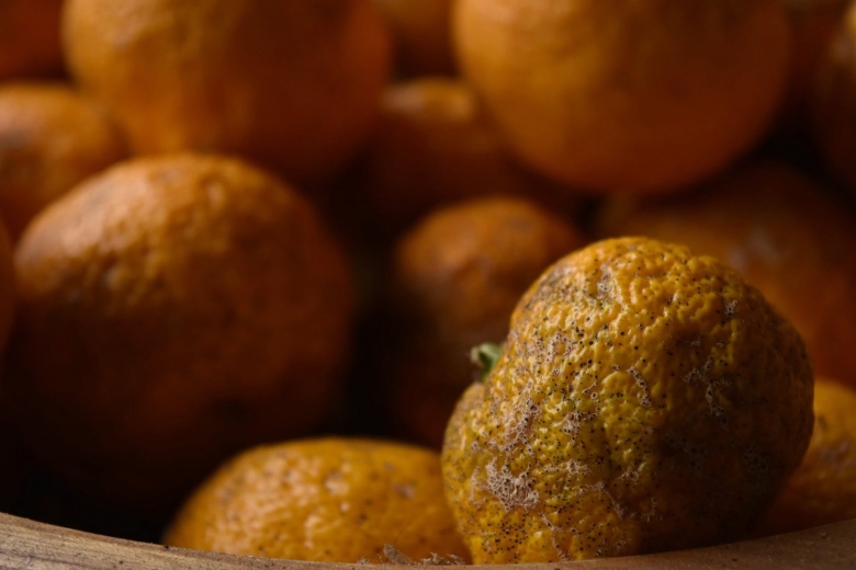 Лимон иранский сладкий