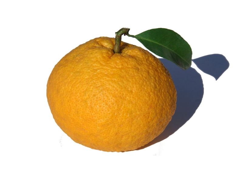 Строение мандарина