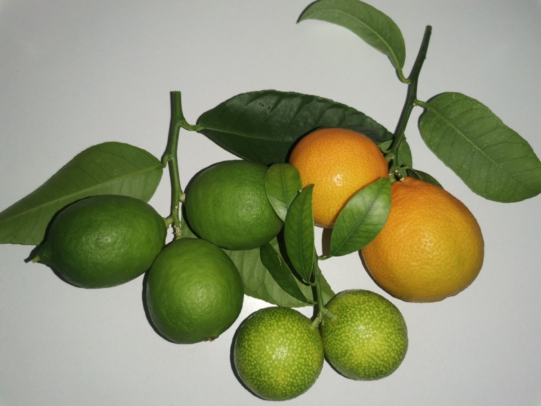 Цитрус каламондин