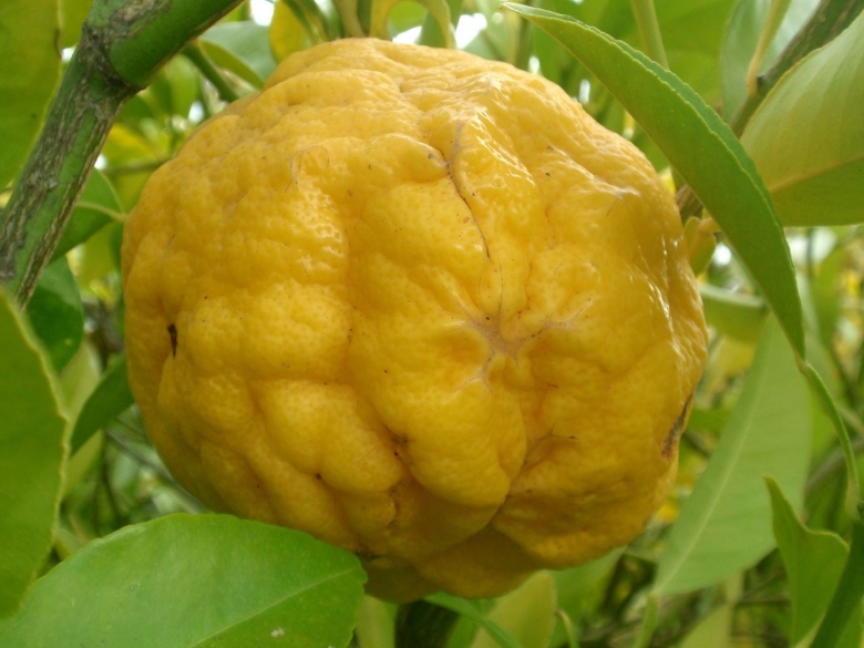 Лимон иранский сладкий