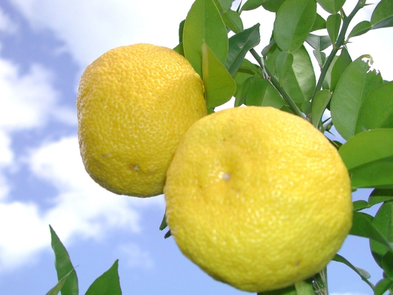 Юдзу дерево