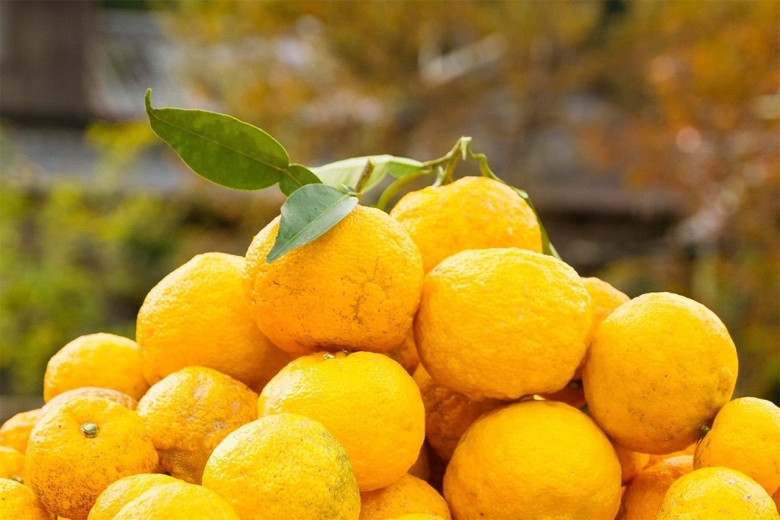 Юдзу цитрус