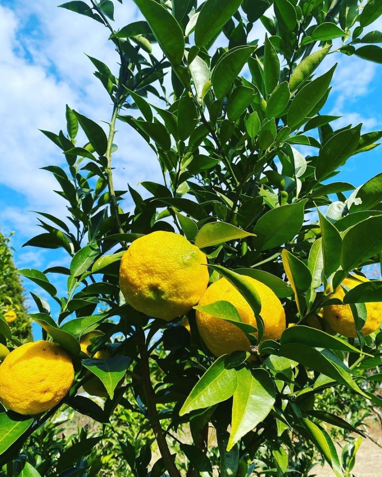 Юдзу польза калоризатор