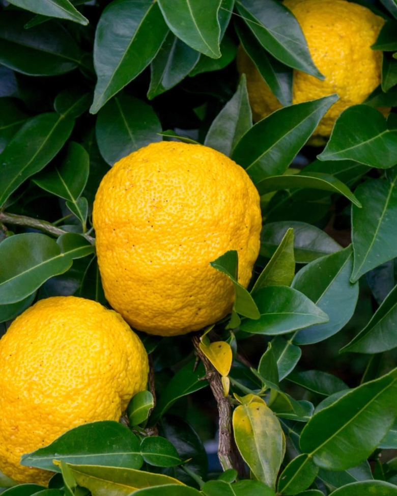 Yuzu Fruit