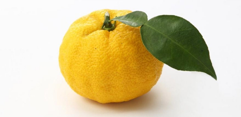 Юдзу растение