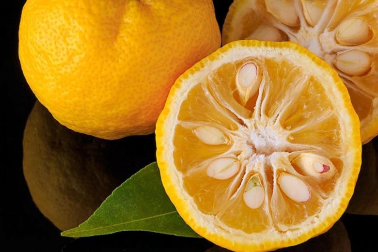 Юдзу цитрусовые