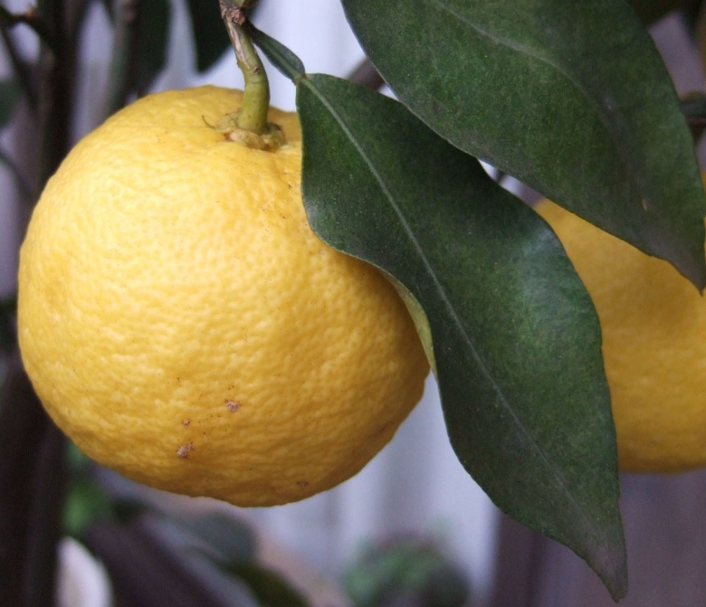 Юдзу фрукт в Японии