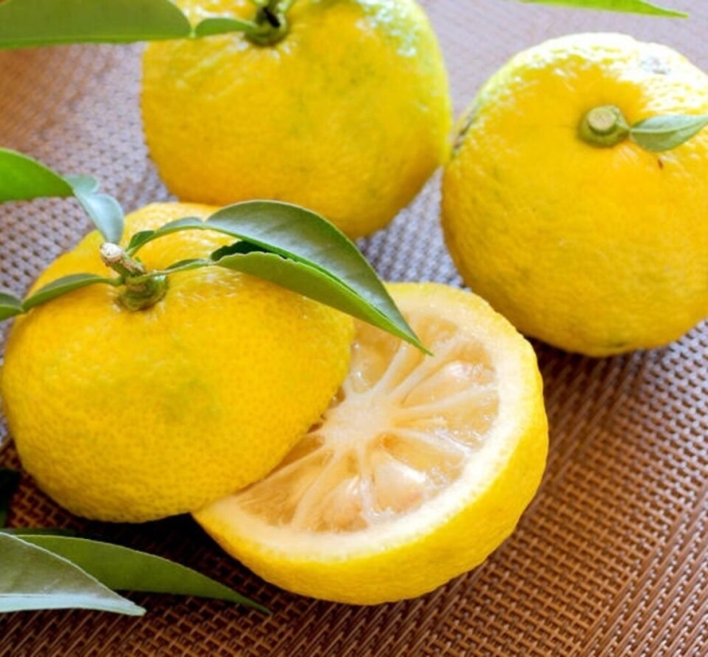 Юдзу цитрусовые