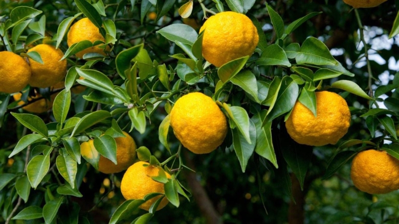 Лимон Цитрон