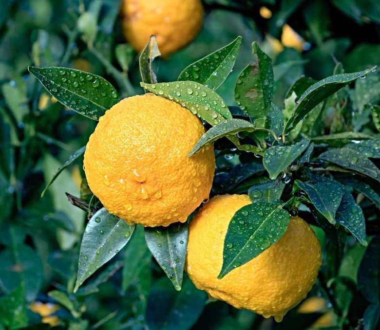 Юдзу цитрусовые