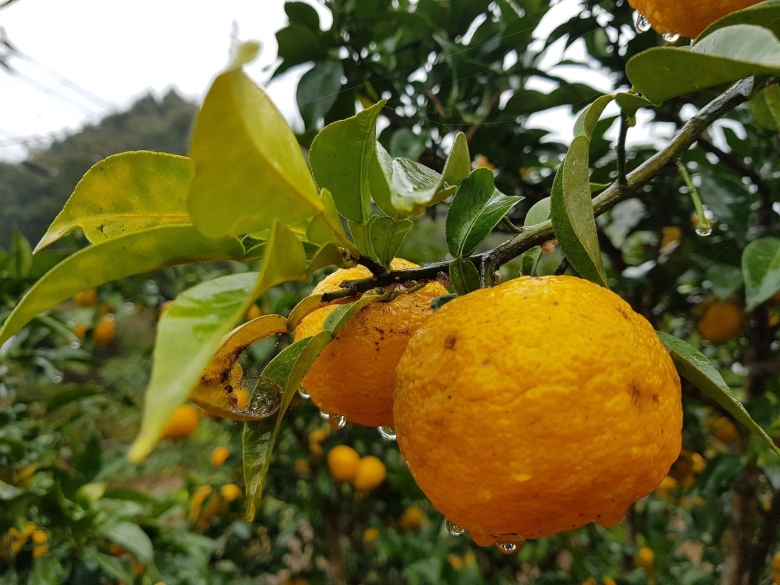 Японский цитрус юдзу