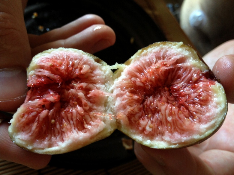 Инжир Абхазский