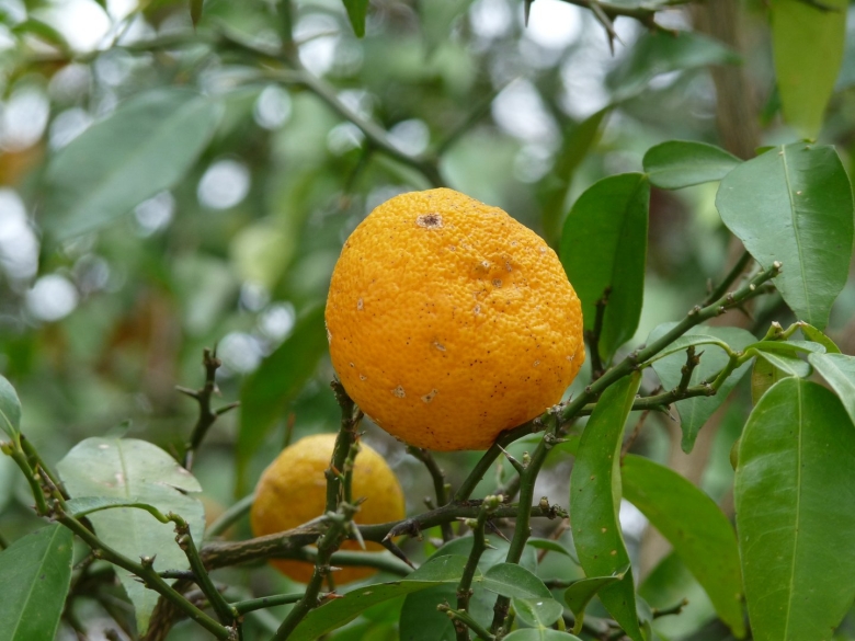 Дикий апельсин юдзу