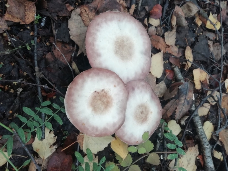 Млечник мэра гриб