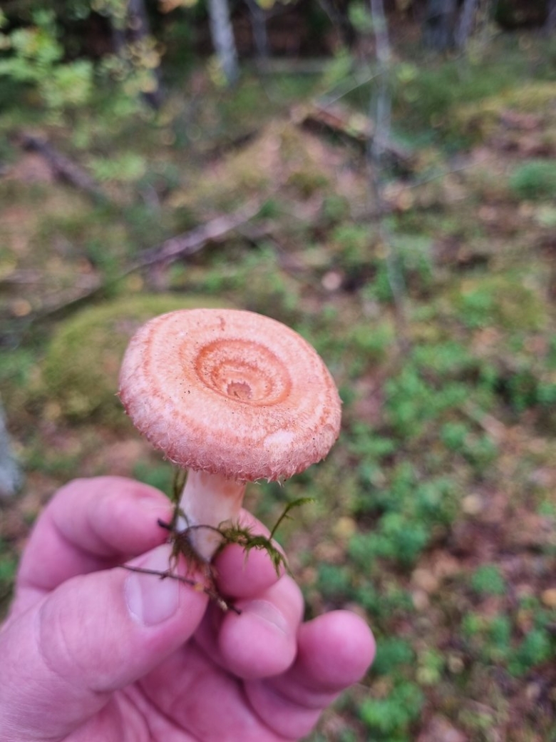 Волнушка гриб