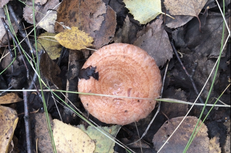 Гриб волнушка розовая