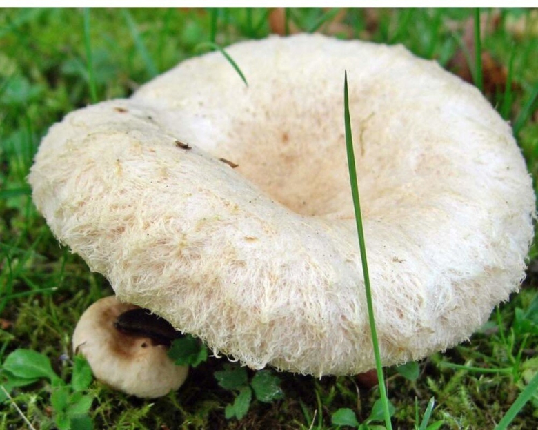 Грузди и волнушки