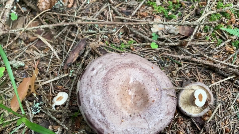 Млечник гриб Гладыш