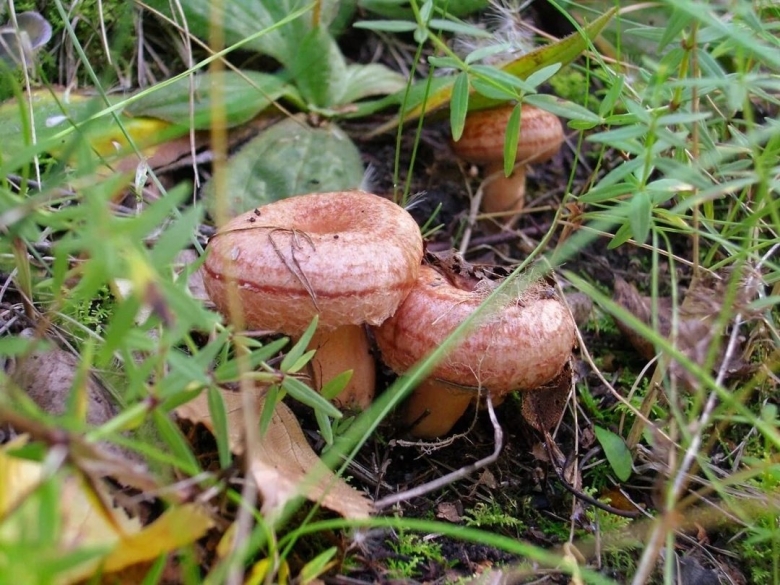 Волнушка розовая съедобные грибы